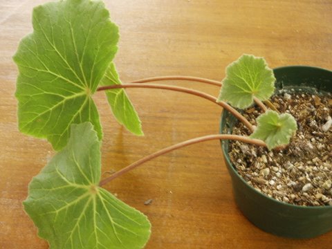 B. novogranatae